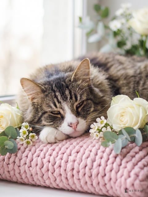 Joy of Spring